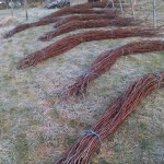Unterlagsreben werden geerntet